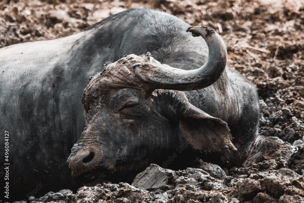 Wall mural buffalo in the wild