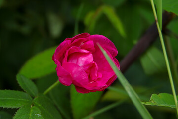 Fototapeta premium Wild Rose