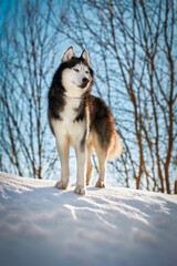 Husky dog standing on the snow in the morning winter forest. Front viewnportrait.