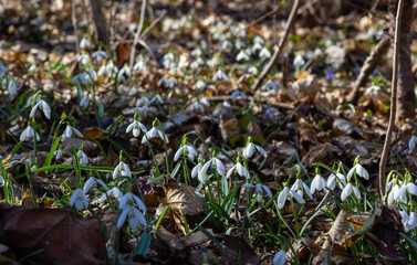 Early spring snowdrops, Galanthus nivalis, selective focus and diffused background