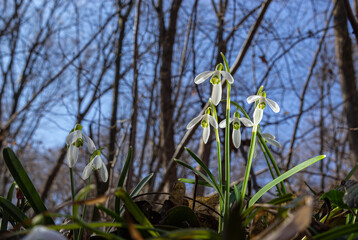 Early spring snowdrops, Galanthus nivalis, selective focus and diffused background