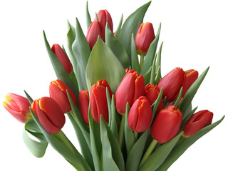Bouquet of red tulips on isolated white background