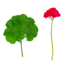 geranium leaf and flower isolated on white background