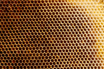 Background texture and pattern of a section of wax honeycomb from a bee hive filled with golden honey in a full frame view