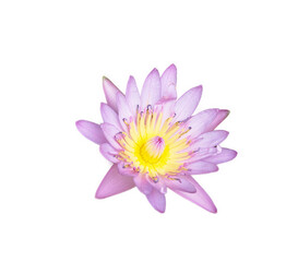 purple and yellow lotus in patal part on isolated white background