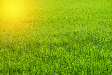 Fototapeta na wymiar Rice farm in green harvest season in country side