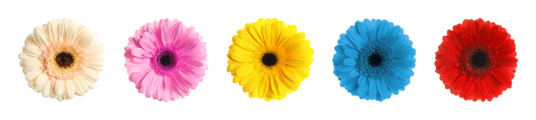 Zelfklevend Fotobehang Set with different beautiful gerbera flowers on white background. Banner design © New Africa