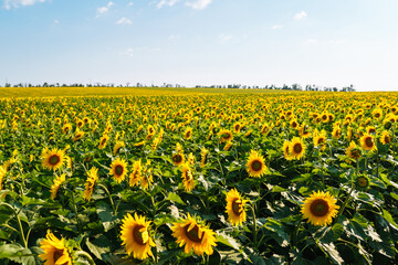 Obraz premium Field of blooming sunflowers. Organic and natural floral background. Agricultural on a sunny day.