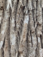 Tree trunk surface close up