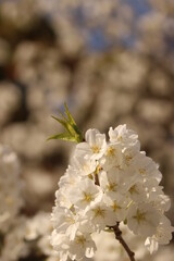 ミドリヨシノ　萩に現存する純白の桜 日本のサクラ！ sakura #ミドリヨシノ#桜