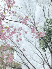 close up of the sakura blossom bloom, Ueno park Tokyo Japan March 2022