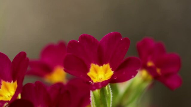 Primula Vulgaris, The Common Primrose Flower