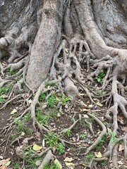 intricate roots of an old giant tree, Ueno Park Tokyo Japan