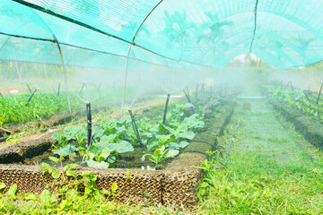 Sprinkler system spraying water over organic fresh green lettuce transplant bed under shade net. Organic farming, sustainable agriculture, healthy raw food and vegetables.