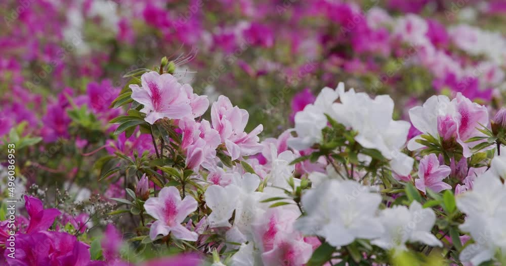 Wall mural Rhododendron flower in the garden