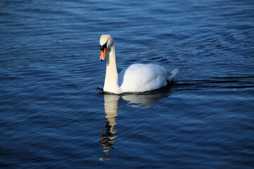 A close up of a Mute Swan