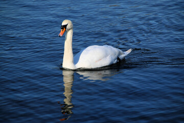 A close up of a Mute Swan