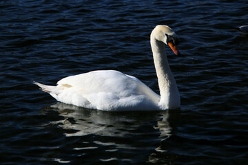 A close up of a Mute Swan