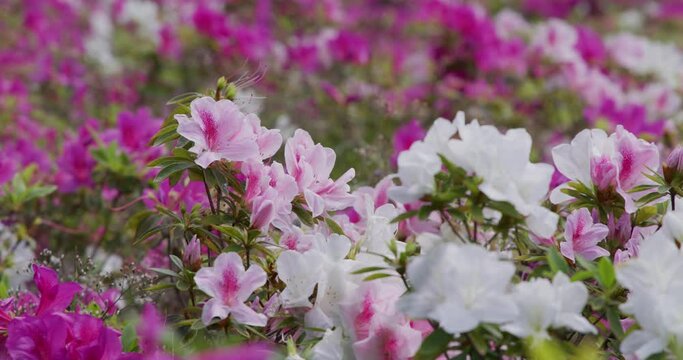 Rhododendron flower in the garden