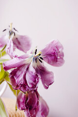 Pink and red old weathered tulip flower bouquet and wilted petals. Nature concept. Floral greeting card. Colorful spring flower grey colour background. Trendy decorative design layout..