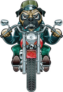 Pug dog driving on a motorcycle