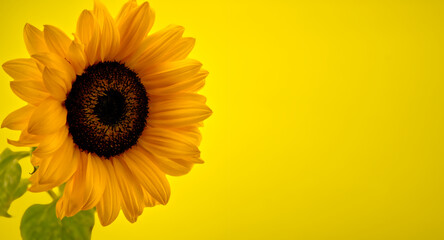 Yellow sunflower over yellow background