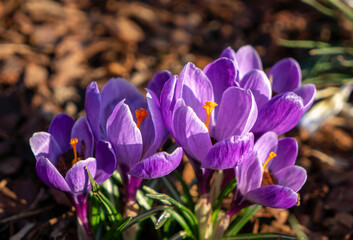 Picturesque sunny spring garden. Blooming bright saffron
