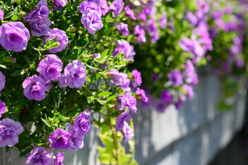 Terry purple petunia flowers against vintage wooden wall
