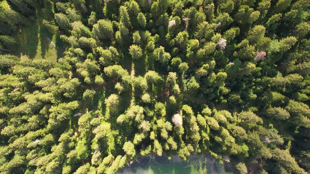 Aerial top view on pine trees and lake Zminje jezero, Montenegro 4K