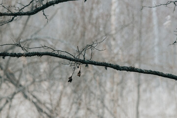 natutre