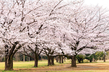 春の公園の美しい桜並木