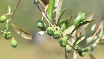 closeup on fresh olive growing in a branch of the tree