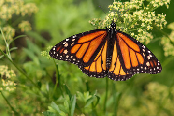 Fototapeta premium butterfly on a flower