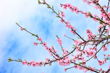 美しいピンク色の桜の花と青い空