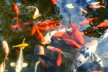 Beautiful decorative fish float in artificial pond 