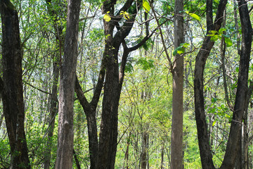 a forest with brightly colored leaves sunlight cool air