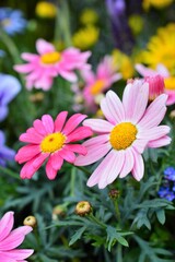 マーガレット　モクシュンギク（木春菊）赤色とピンク色