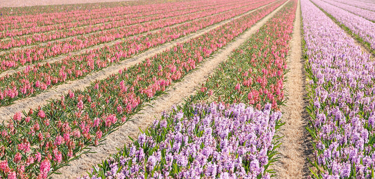 Flower fields in Holland. In this case pink hyacinths are grown 