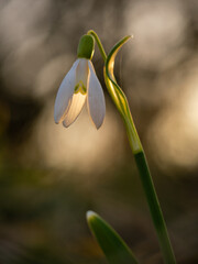 Obraz premium Wildlife shot of snowdrop flowers (Galanthus nivalis) in the grass at the beginning of spring. Common snowdrop in spring with blurry sunrise in background. Snowdrop flowers in sunset.
