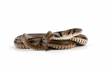 Brown Xenochrophis snake isolated on white background.