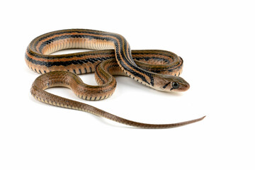 Brown Xenochrophis snake isolated on white background.