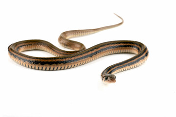 Brown Xenochrophis snake isolated on white background.