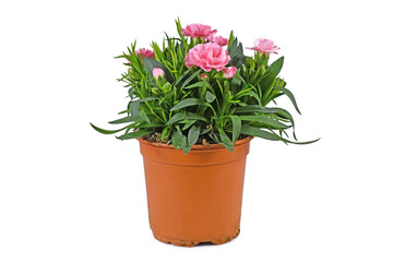 Naklejka na ściany i meble Potted pink Dianthus flowers in pot on white background