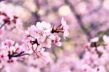 Pink flowers of japanese 'Somei Yoshino' cherry blossom tree