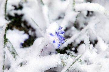Ein aufgeblühter Krokus wurde von dem Schneefall überrascht