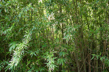 green bamboo trunk and leaves