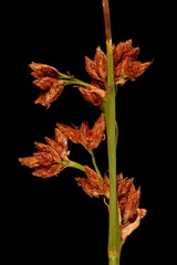 Common Club-Rush (Schoenoplectus lacustris). Infructescence Closeup © Valery Prokhozhy