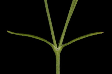 Annual Gypsophila (Psammophiliella muralis). Leaves Closeup