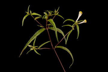 Common Cow-Wheat (Melampyrum pratense). Habit
