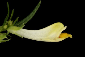 Common Cow-Wheat (Melampyrum pratense). Flower Closeup